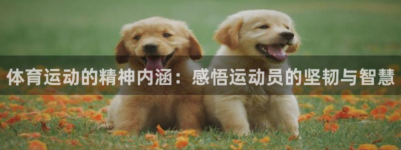 雷鸟体育ios官网入口：体育运动的精神内涵：感悟运动员的坚韧与智慧